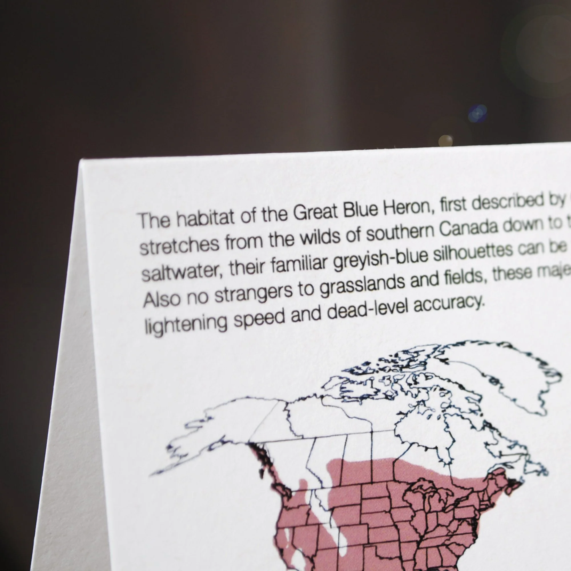 Back of Blue Heron blank note card showing educational species information and North American habitat range map.