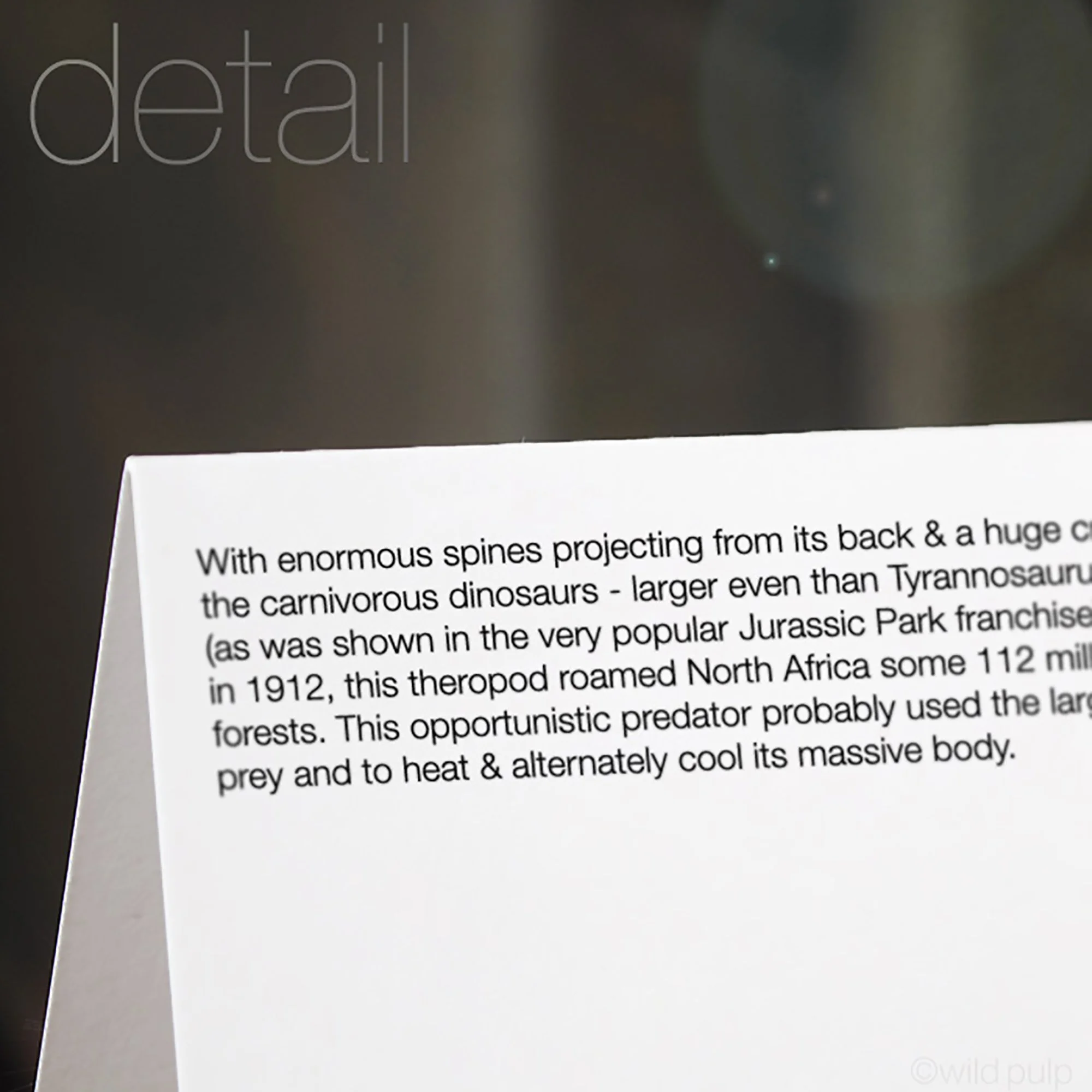 The back of the Spinosaurus note card displaying the prehistoric species educational facts.