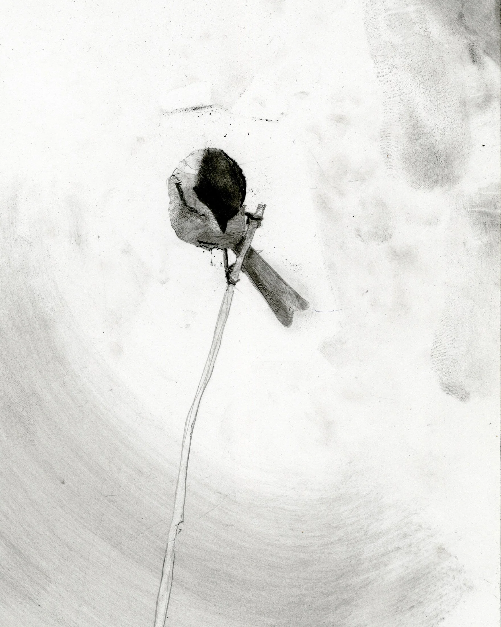 Black-capped Chickadee | original drawing