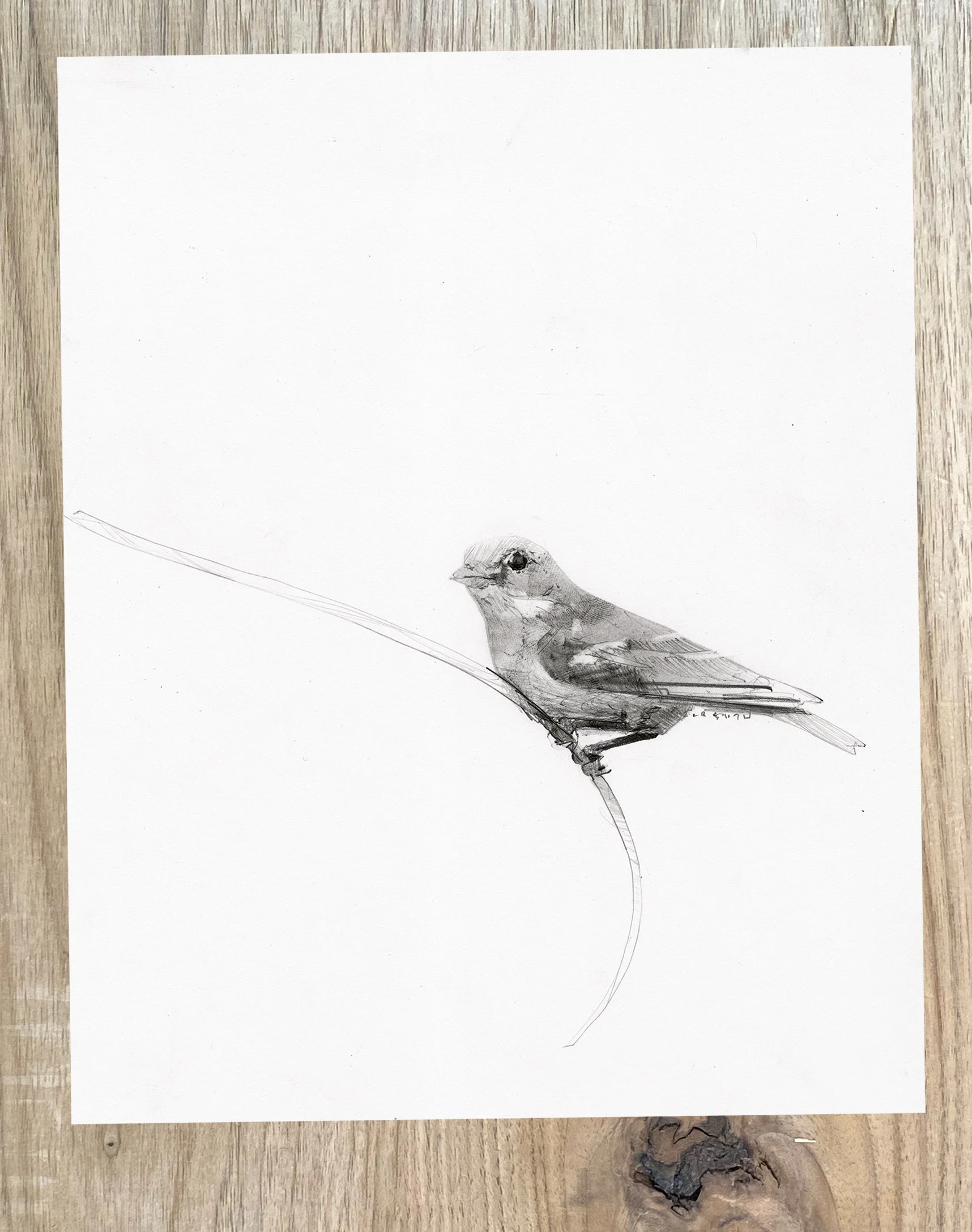 Original graphite and charcoal drawing of a female American Goldfinch perched on new vine growth.