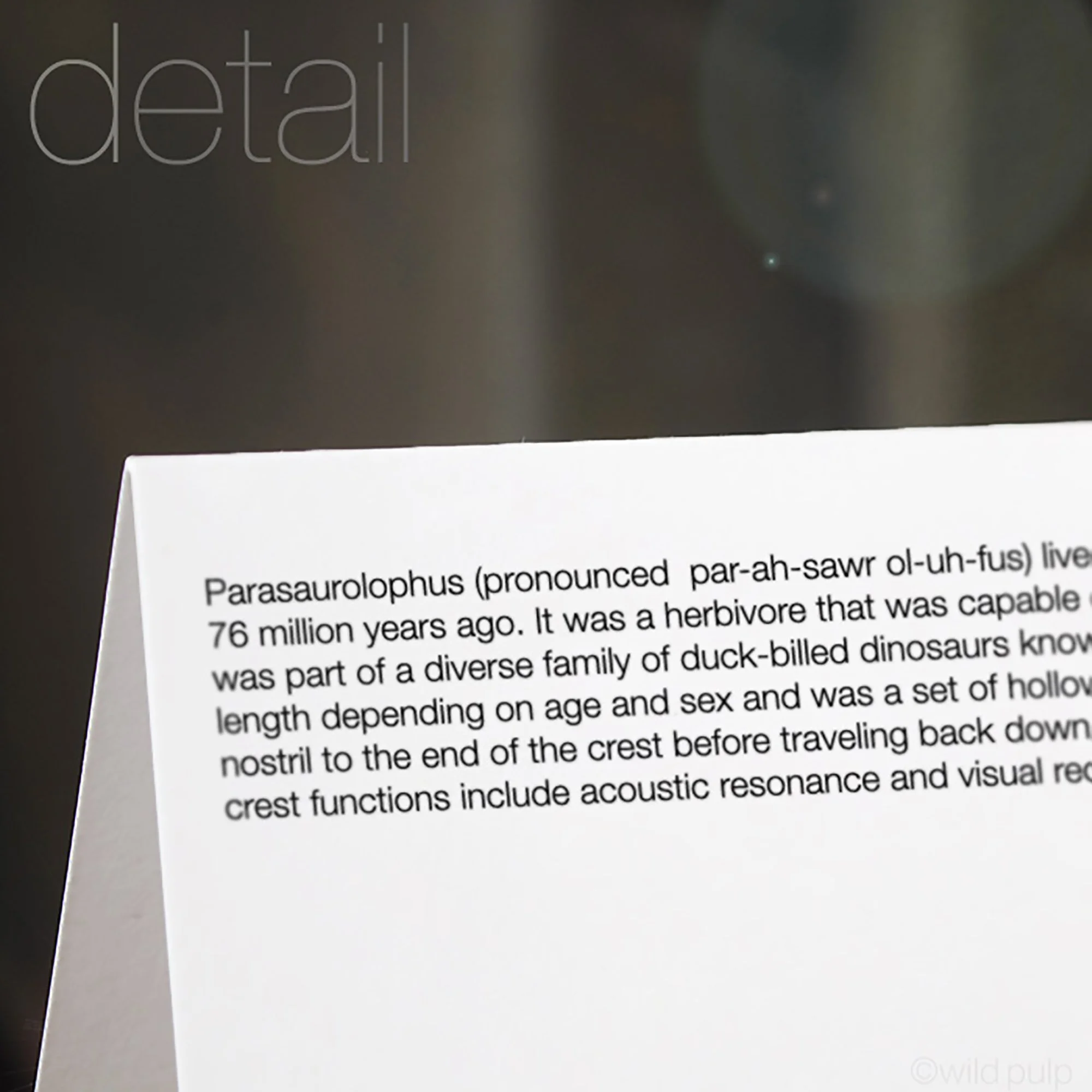 The back of the Parasaurolophus note card displaying the prehistoric species educational facts.