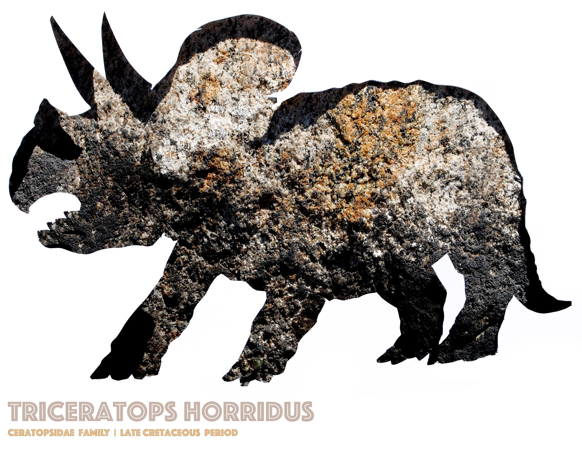 triceratops-wall-art-print.jpg