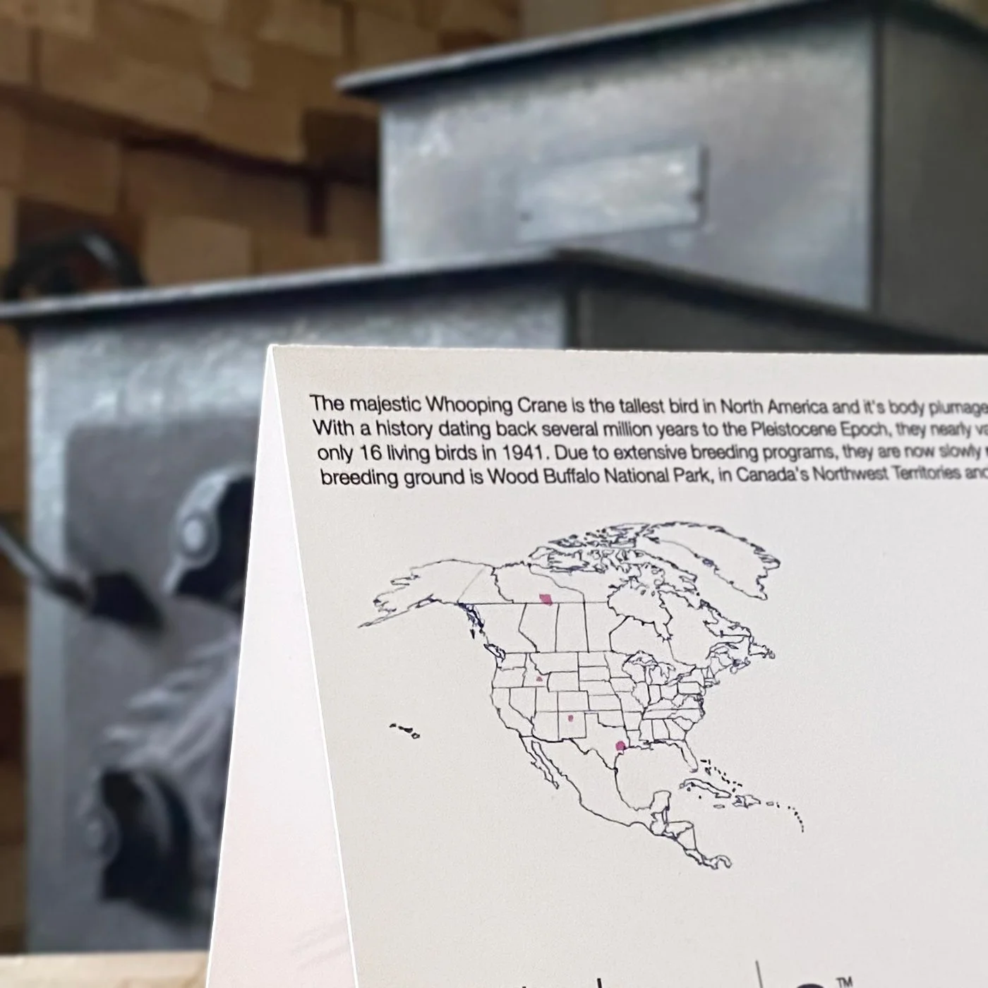 The back of the Whooping Crane note card showing the Species Information and Habitat Map.