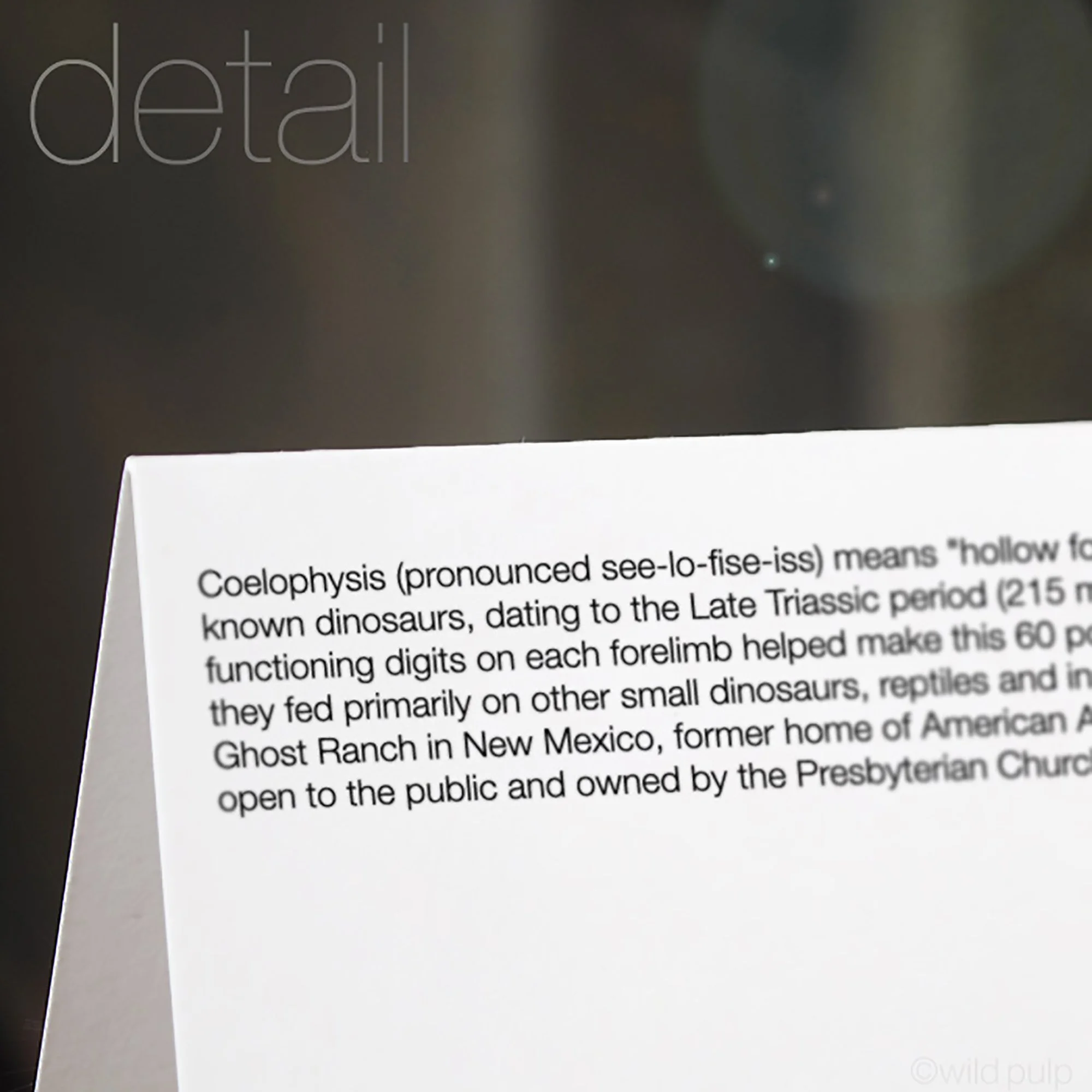 The back of the Coelophysis note card displaying the prehistoric species educational facts.