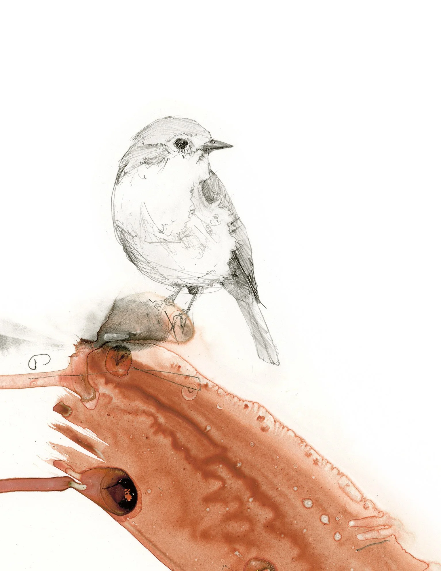 Close-up detail of the European robin print showing delicate graphite line work, watercolor textures, and the robin perched on a rust-colored branch.
