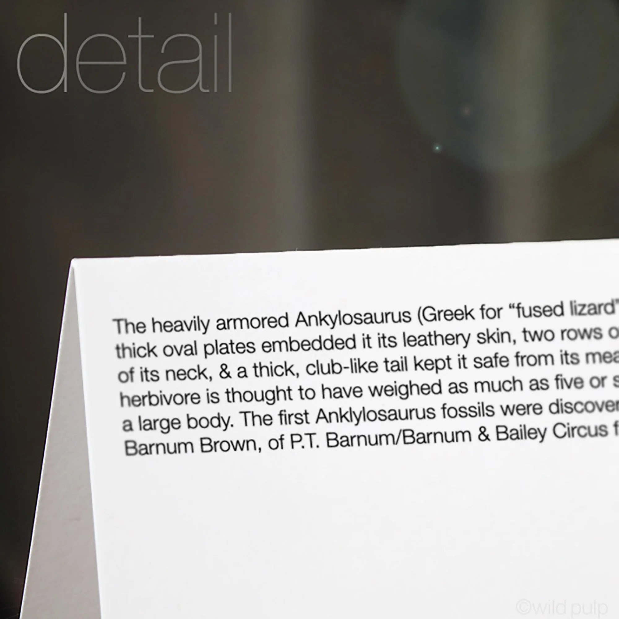 The back of the Ankylosaurus note card displaying the prehistoric species educational facts.