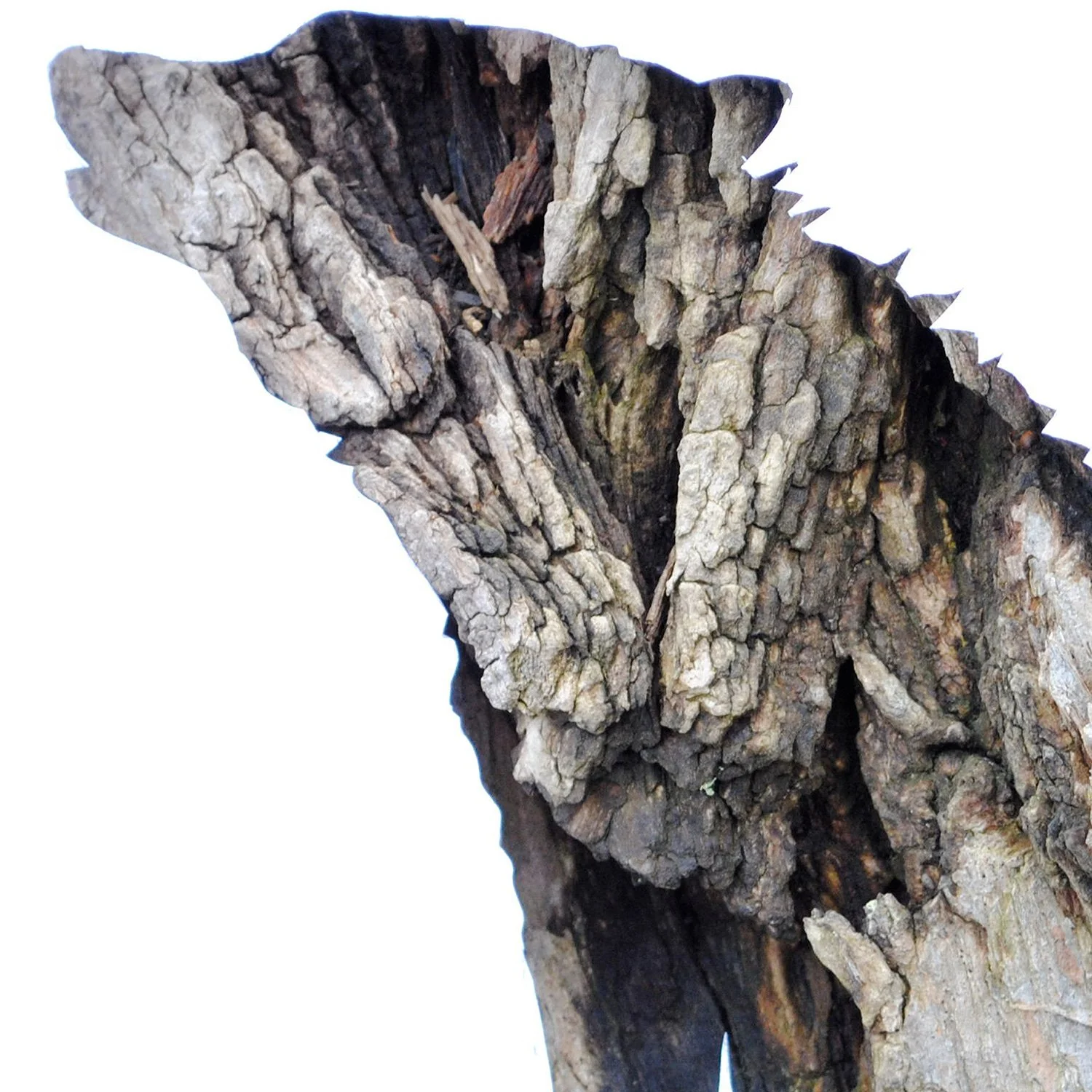 Gray Wolf in Bark | wildlife print