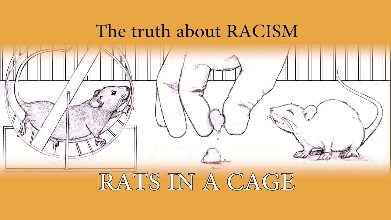 rats in a cage cover.jpg