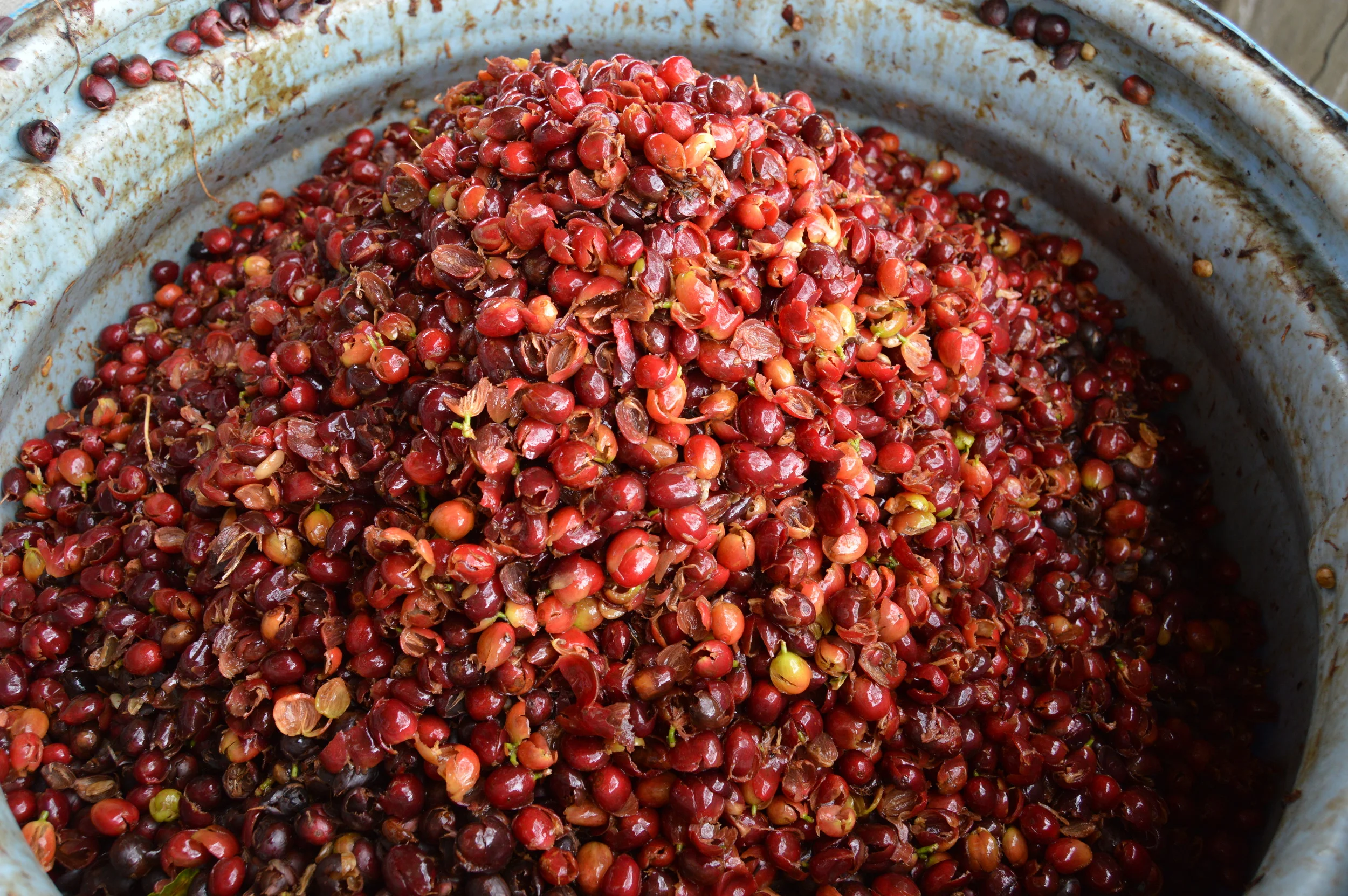 In washed coffee processing, the coffee cherry husk, seen above immediately after depulping, is removed from the seed (or bean) and both are dried separately.