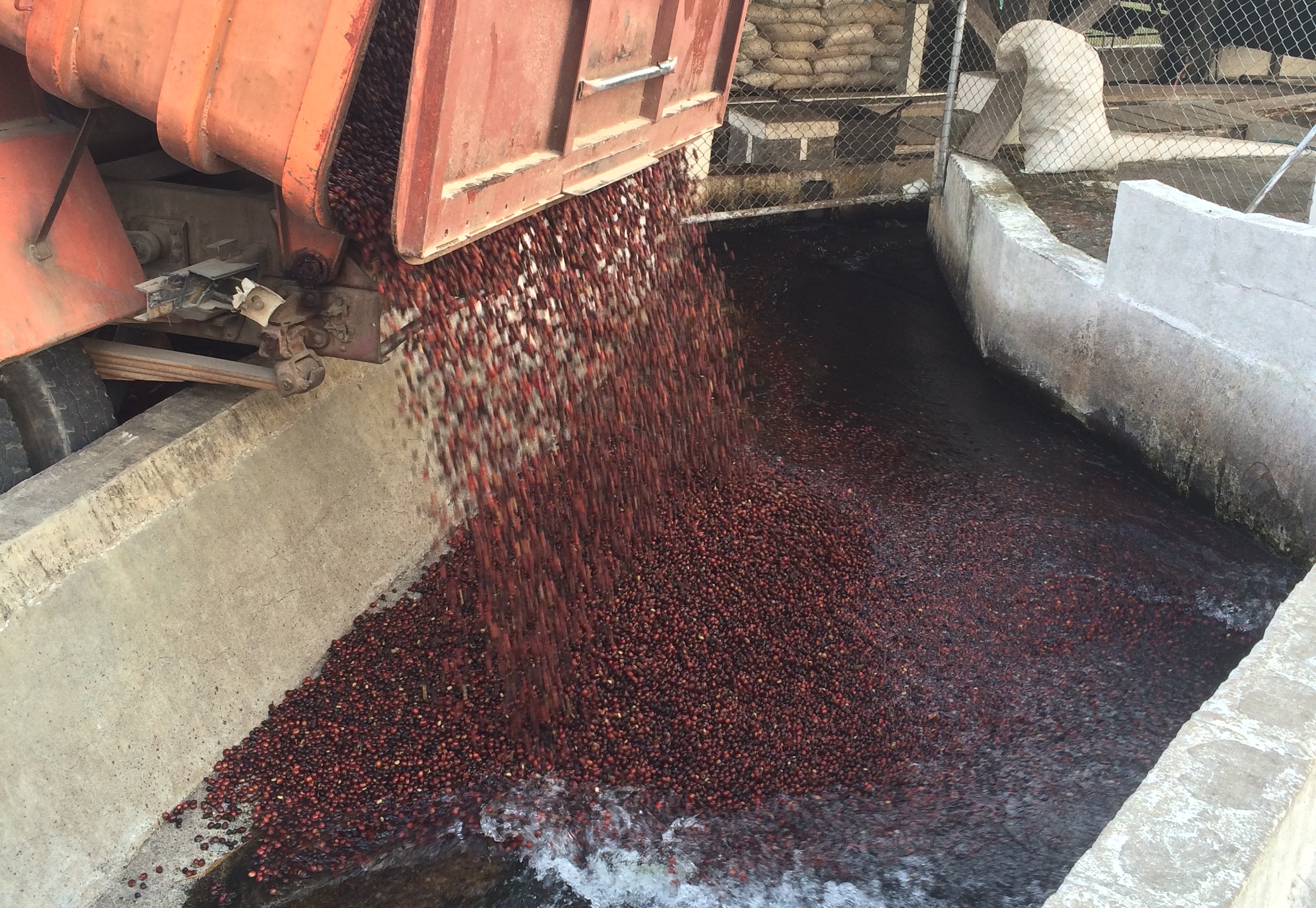 Freshly picked coffee cherries are dumped into the washing process.