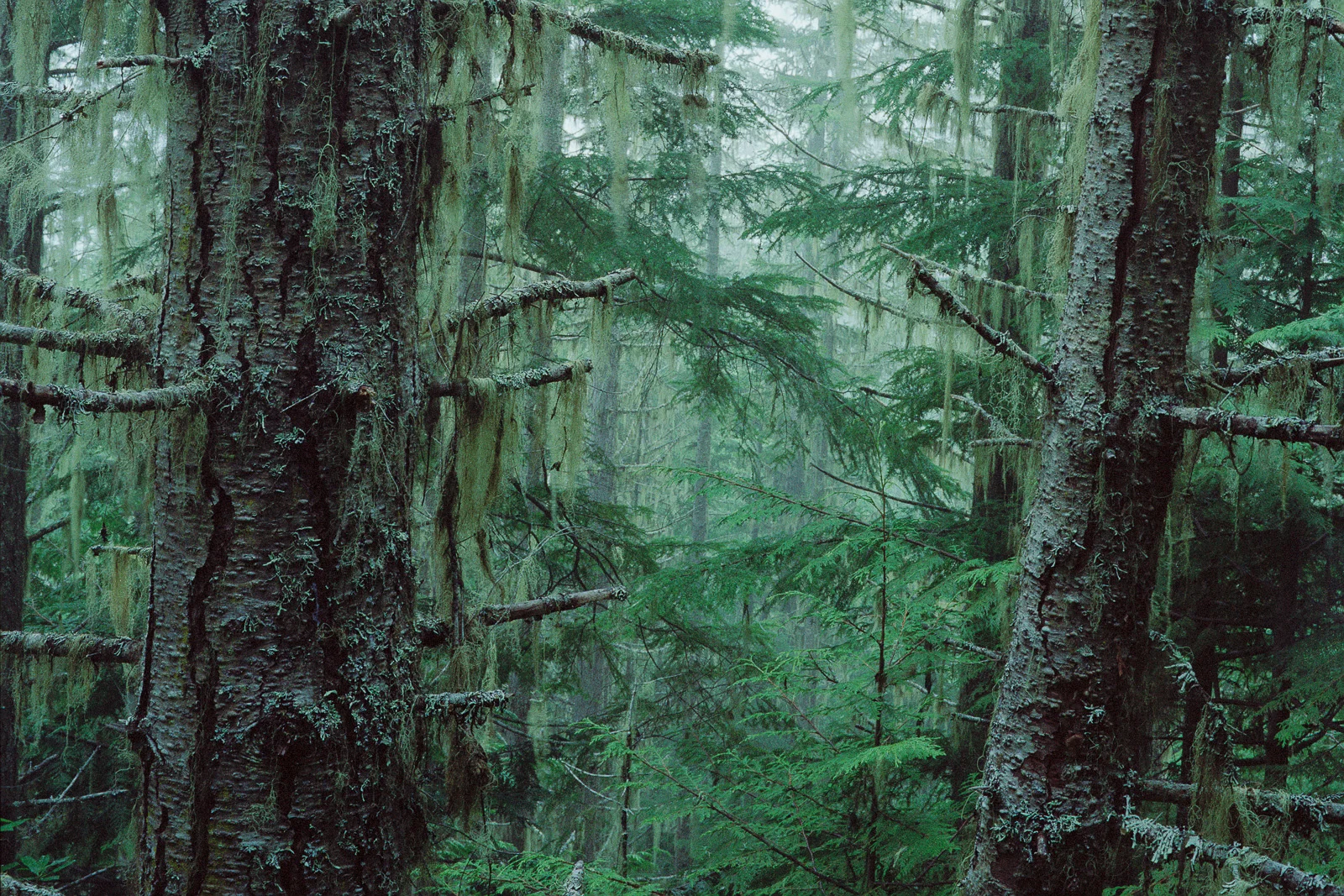 Olympic National Forest, Washington