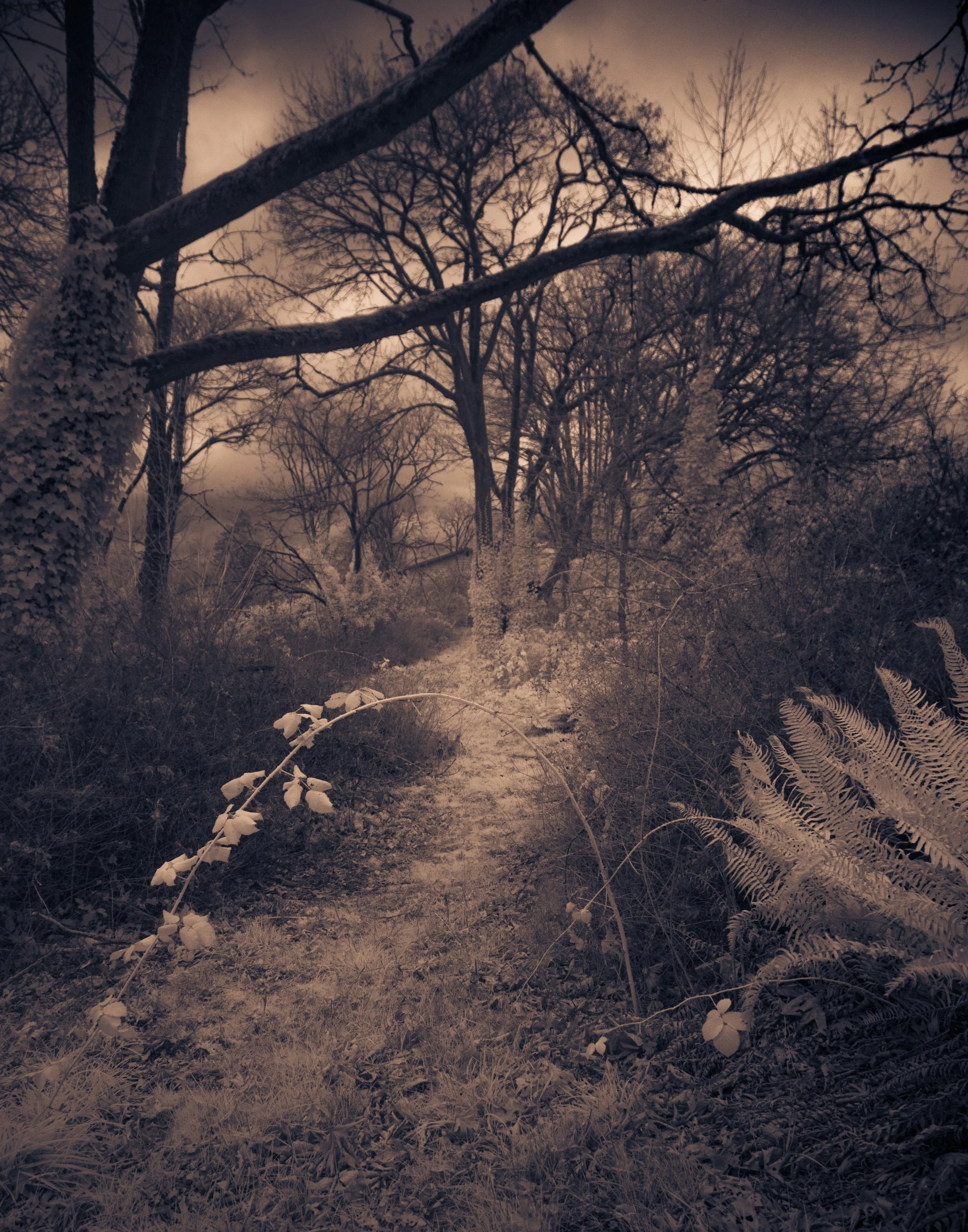 Comet Lodge Infrared-054.jpg