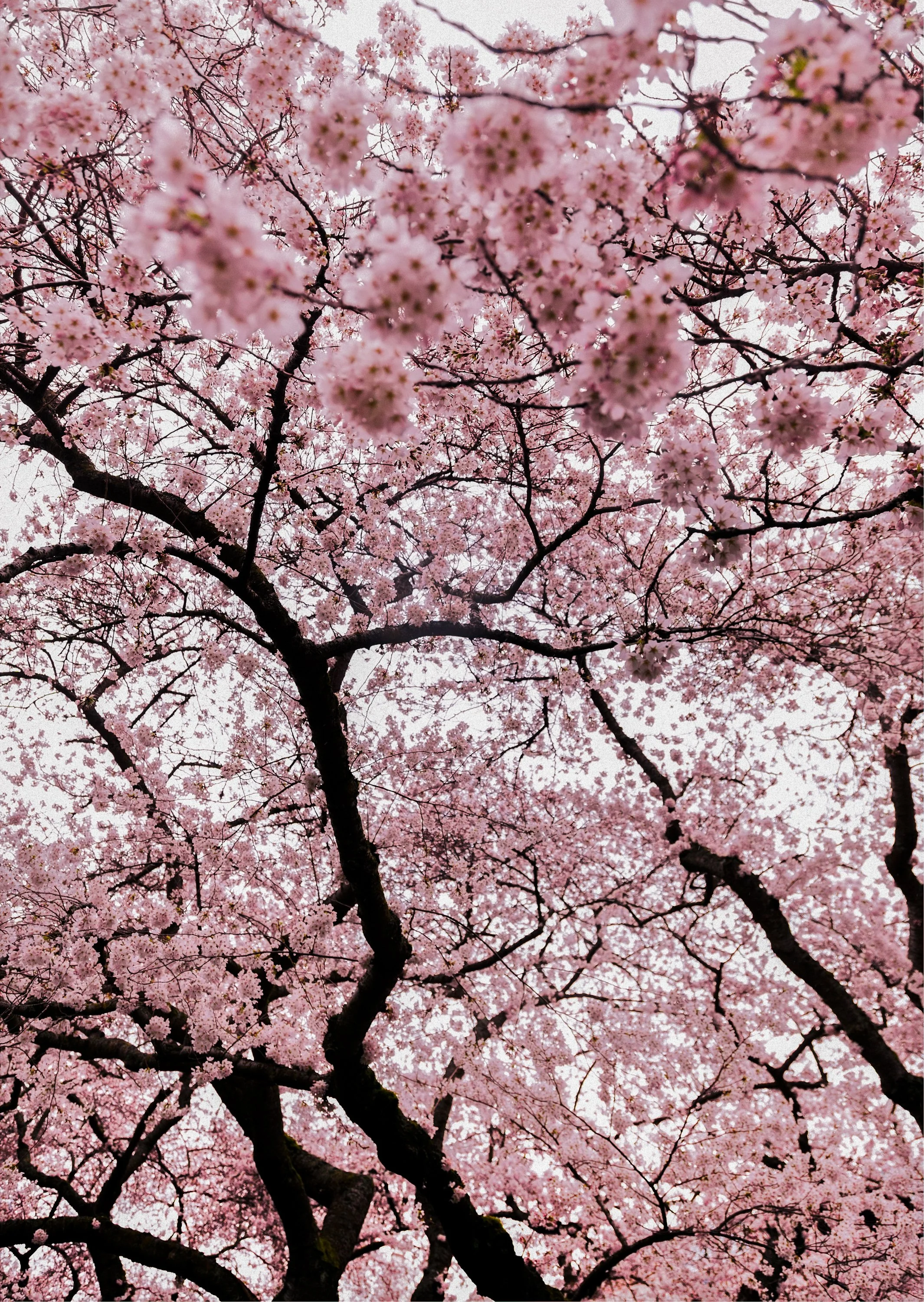 uw-cherry-blossoms-033_20x27.jpg