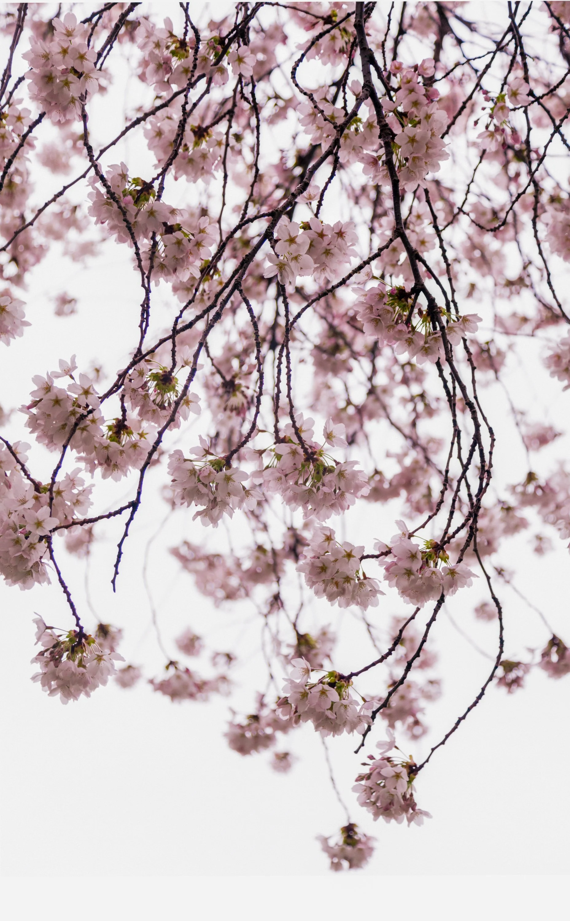 uw-cherry-blossoms-028_23x36.jpg