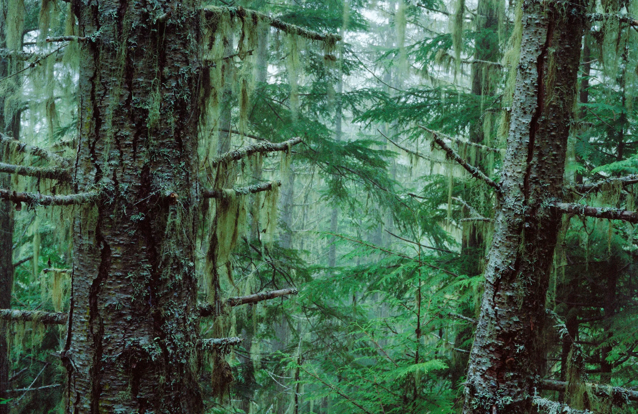  Olympic National Forest, Washington 