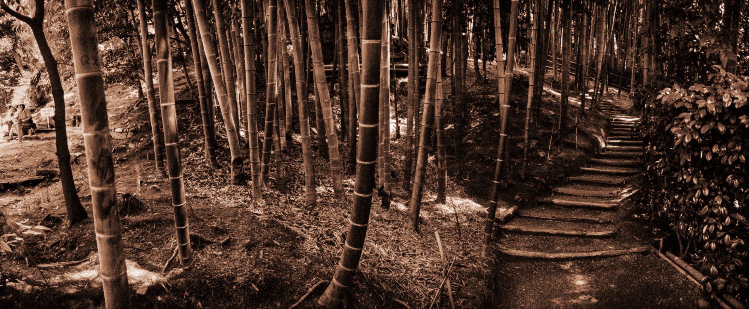  Kyoto Forest 