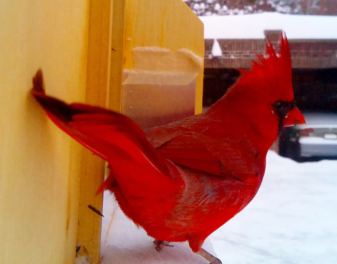 Ddco Birdfeeder Camera