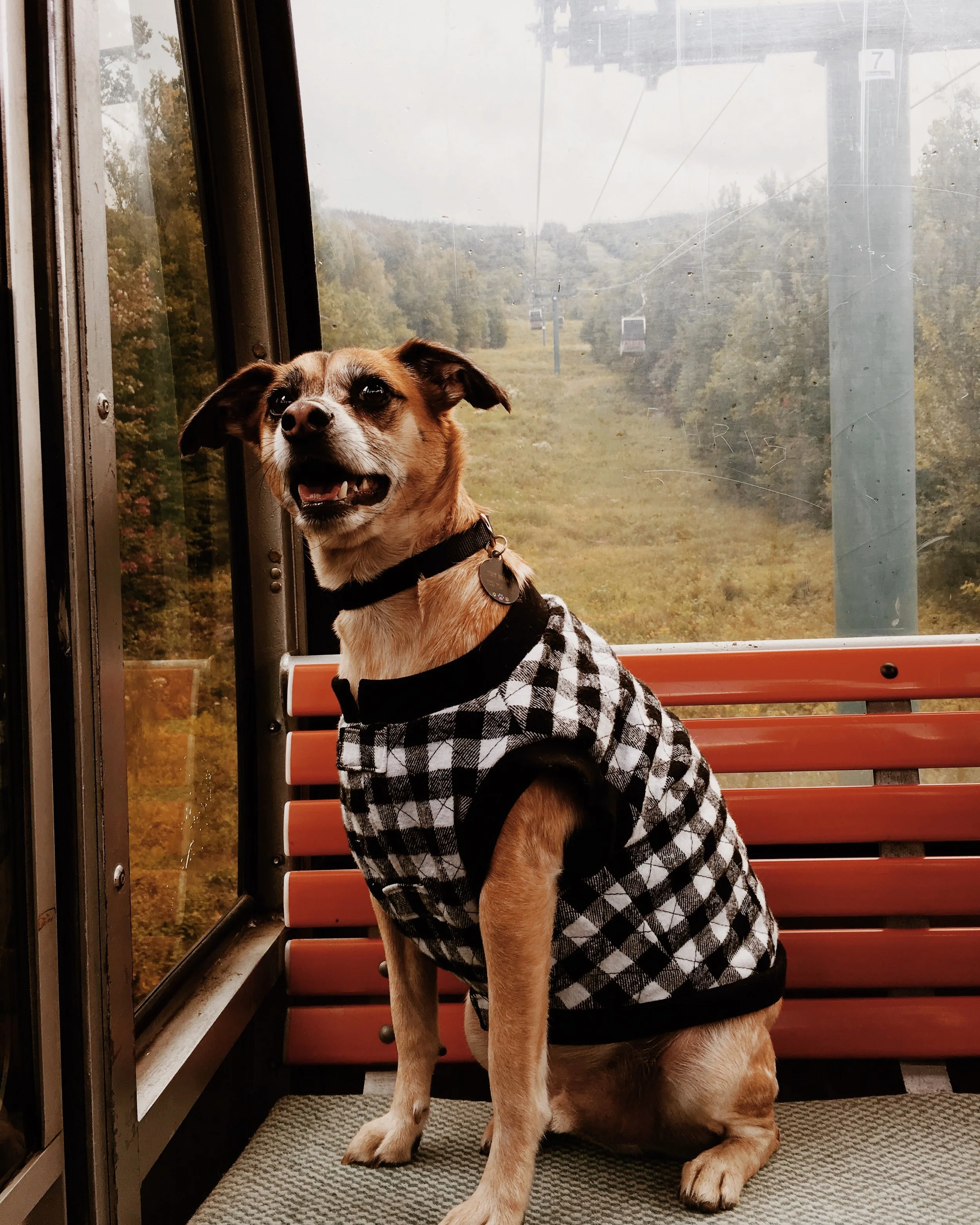 Our doggo riding the White Mountain gondola, New Hampshire