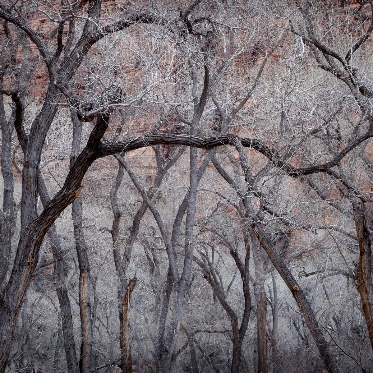 Winter Trees.jpg