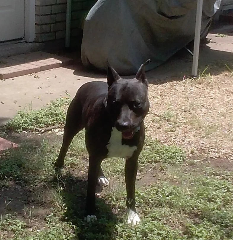 dOG WALKING IN SAGINAW TEXAS