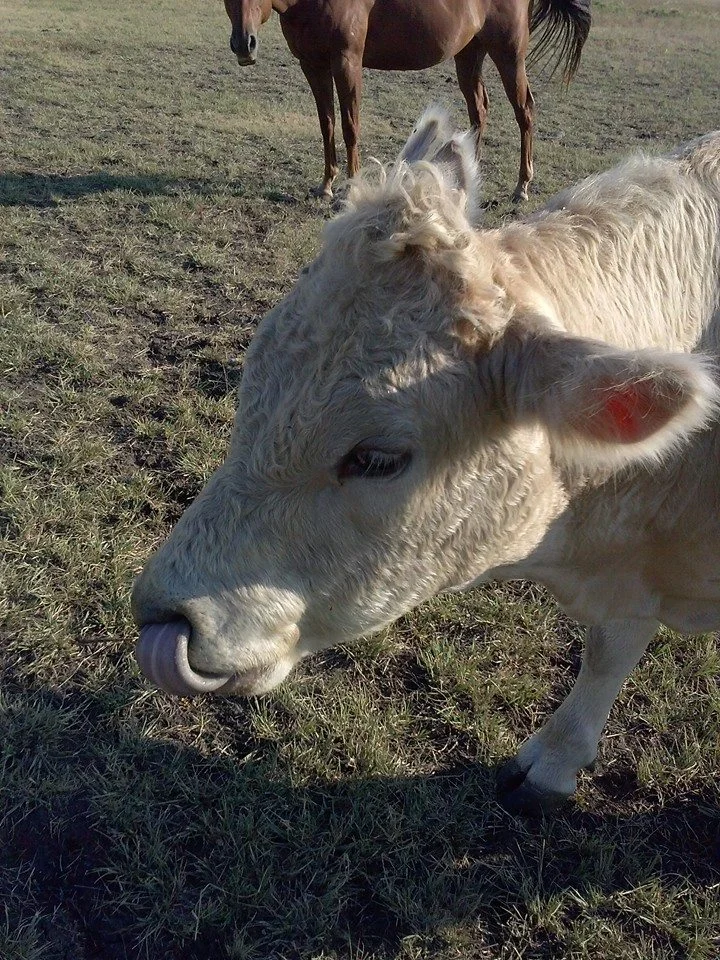 whitecowtongue.jpg
