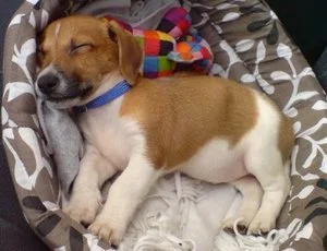BONDED AND INSURED pET SITTER IN kELLER tx