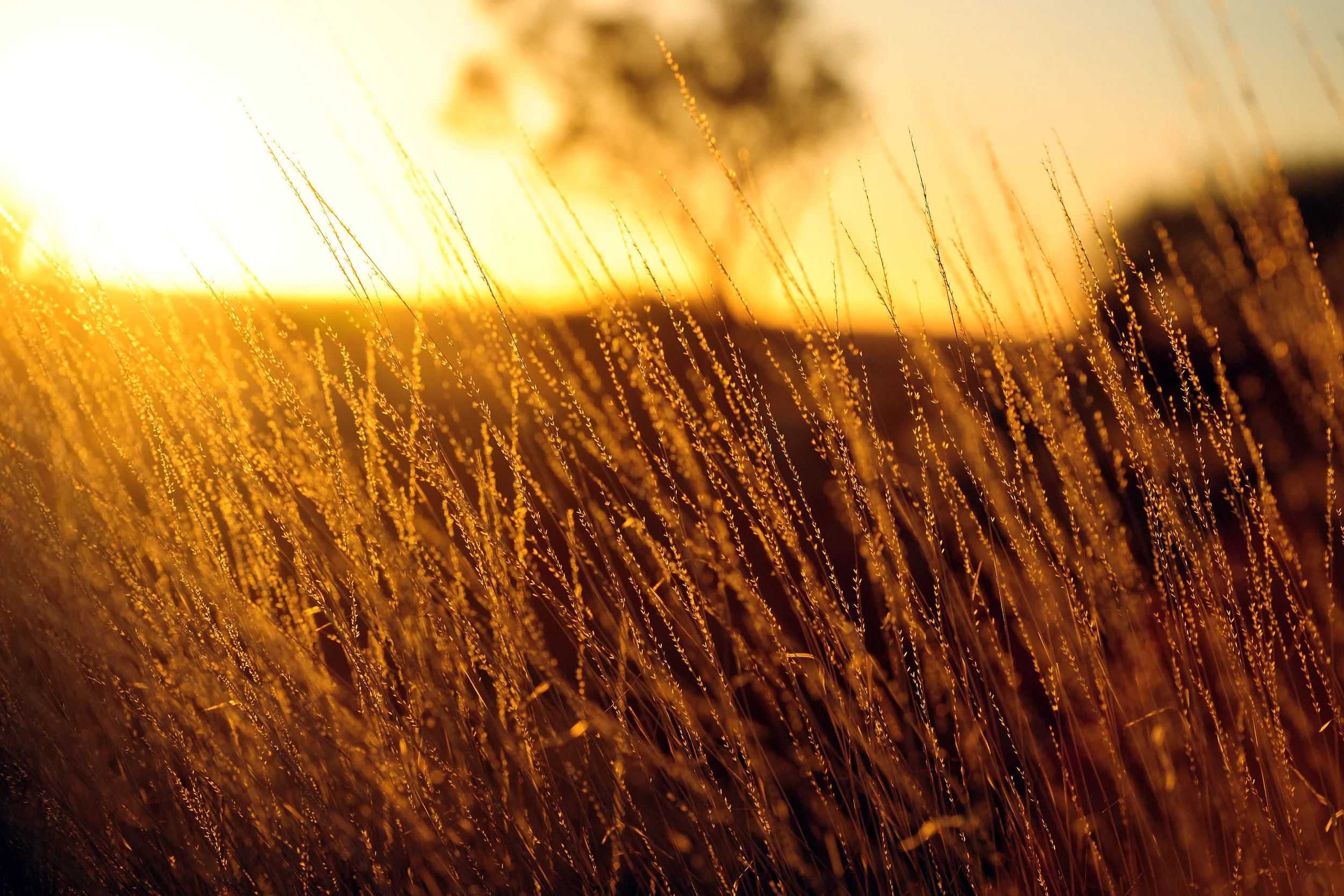Sunrise in outback Australia