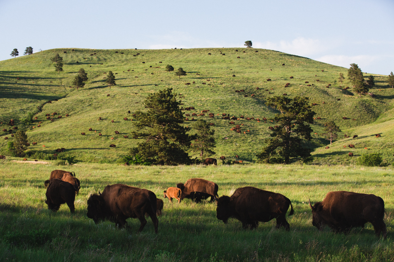 BlackHills_4.jpg