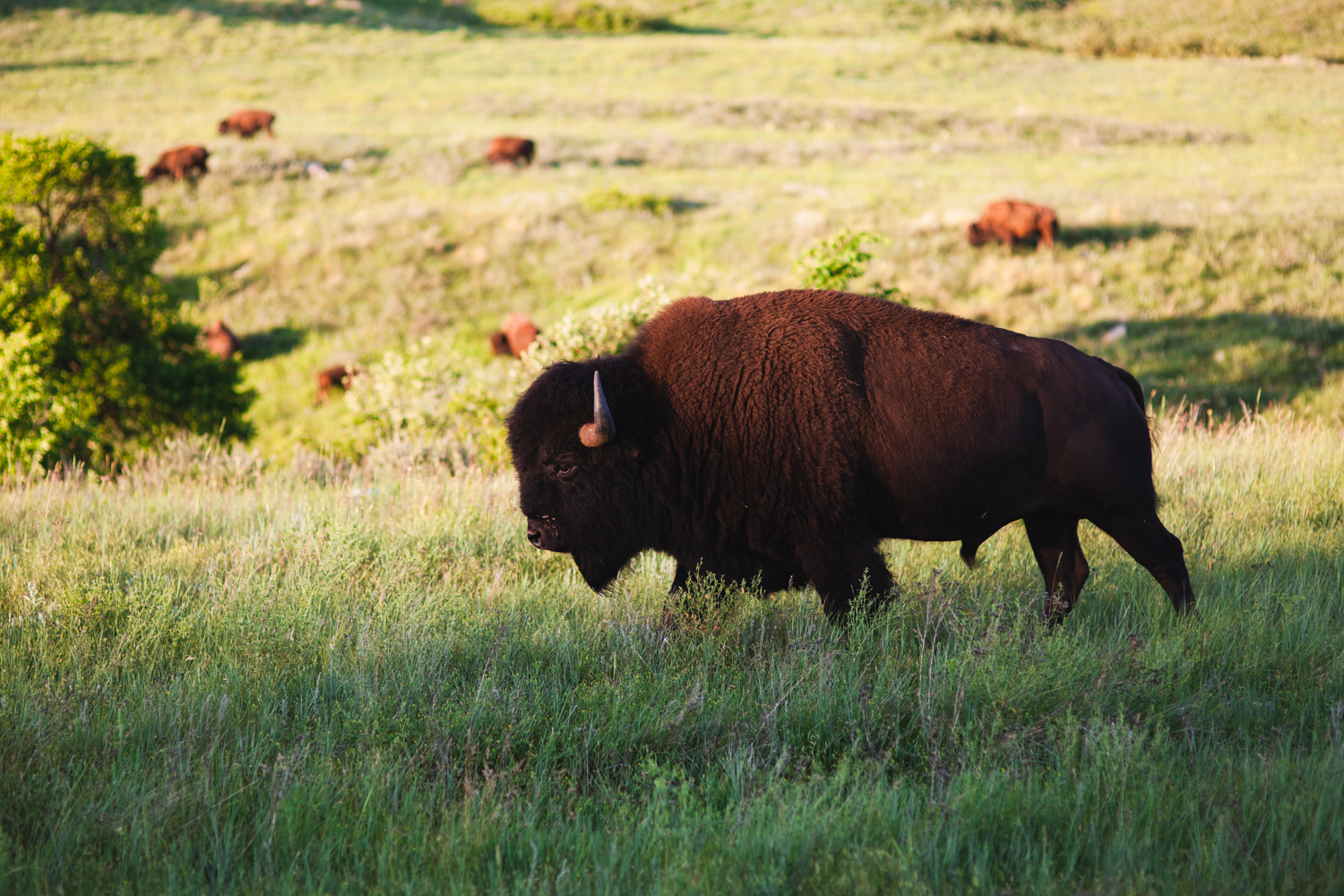 BlackHills_6.jpg