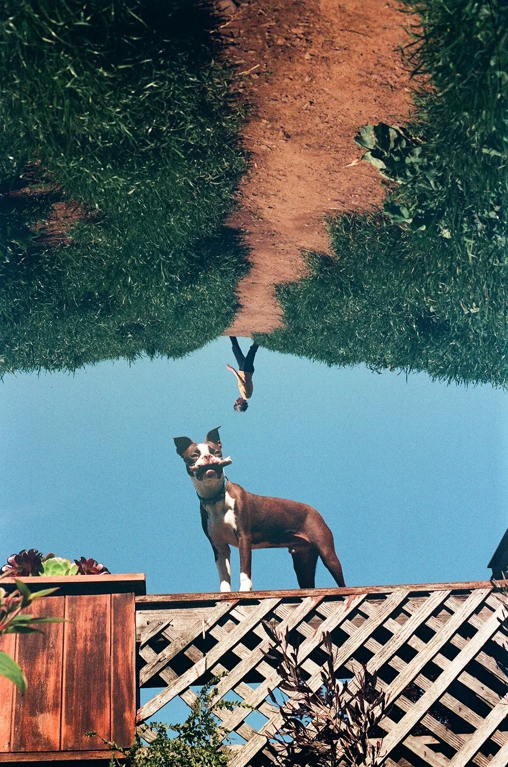  Double Exposure, neighbor's dog and the Bernal hill, San Francisco, California, 2016 