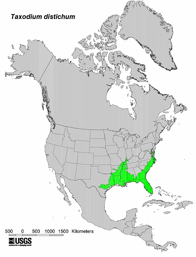 The range of cypress trees, always found in wet, lowland areas