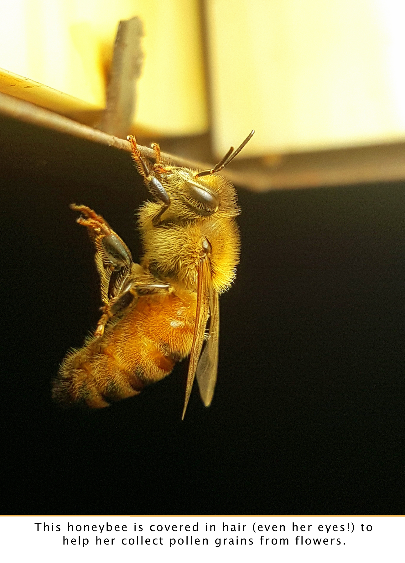 Hanging honeybee.png