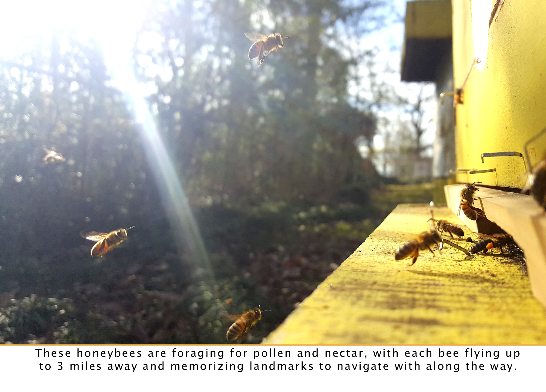 Foraging light.png