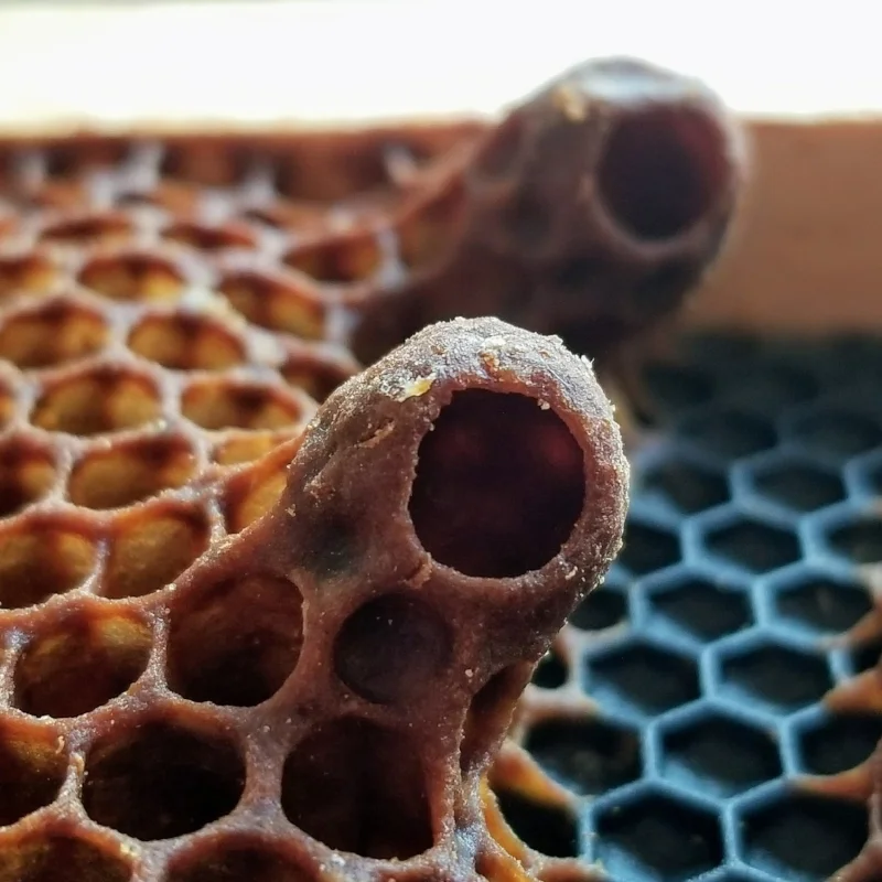 The view a beekeeper will need to see if a queen cup has a larva in it. 