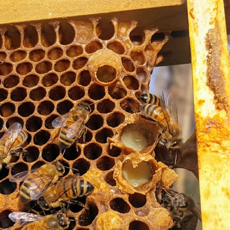 Three queen cups with larva and royal jelly in them. 2 of the have been broken open to show their contents.