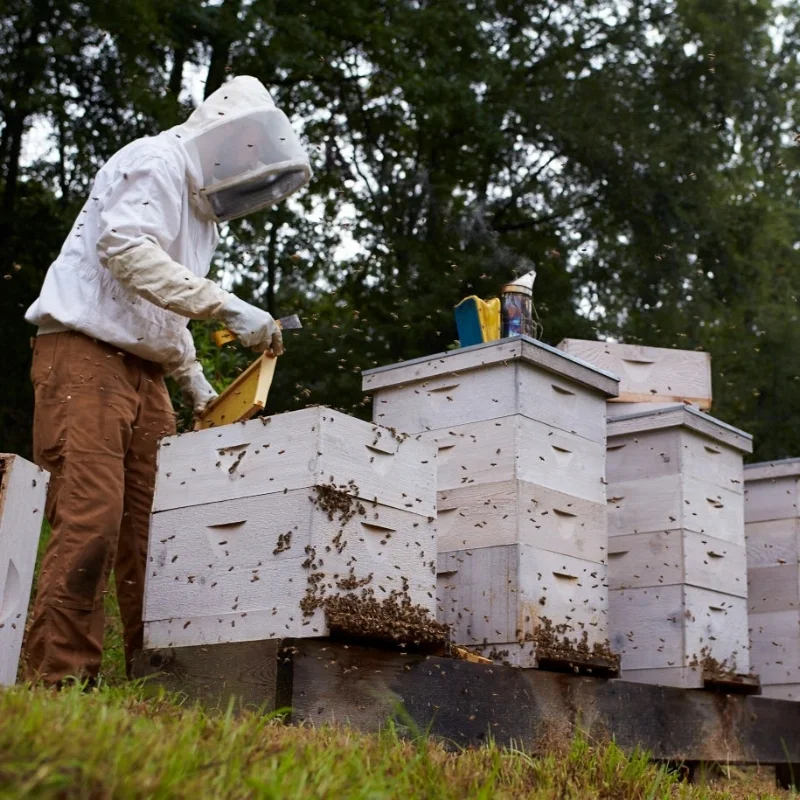 Honey Bees Cooking Light
Adam Hickman Beekeeper
Stewart Perry Construction