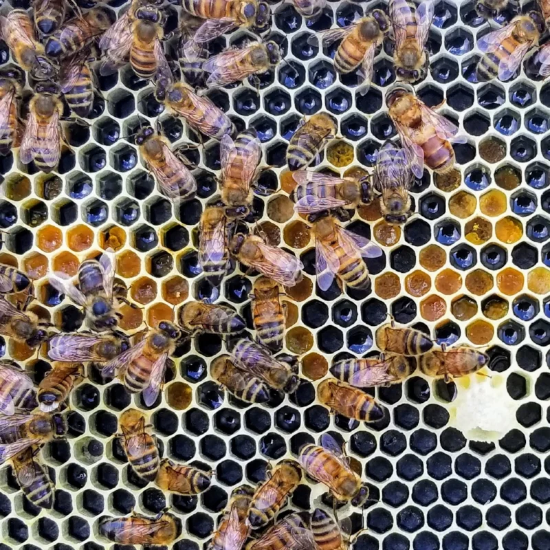 Pollen from different flowers (orange - beige cells) stored in honey comb next to nectar (shiny cells)