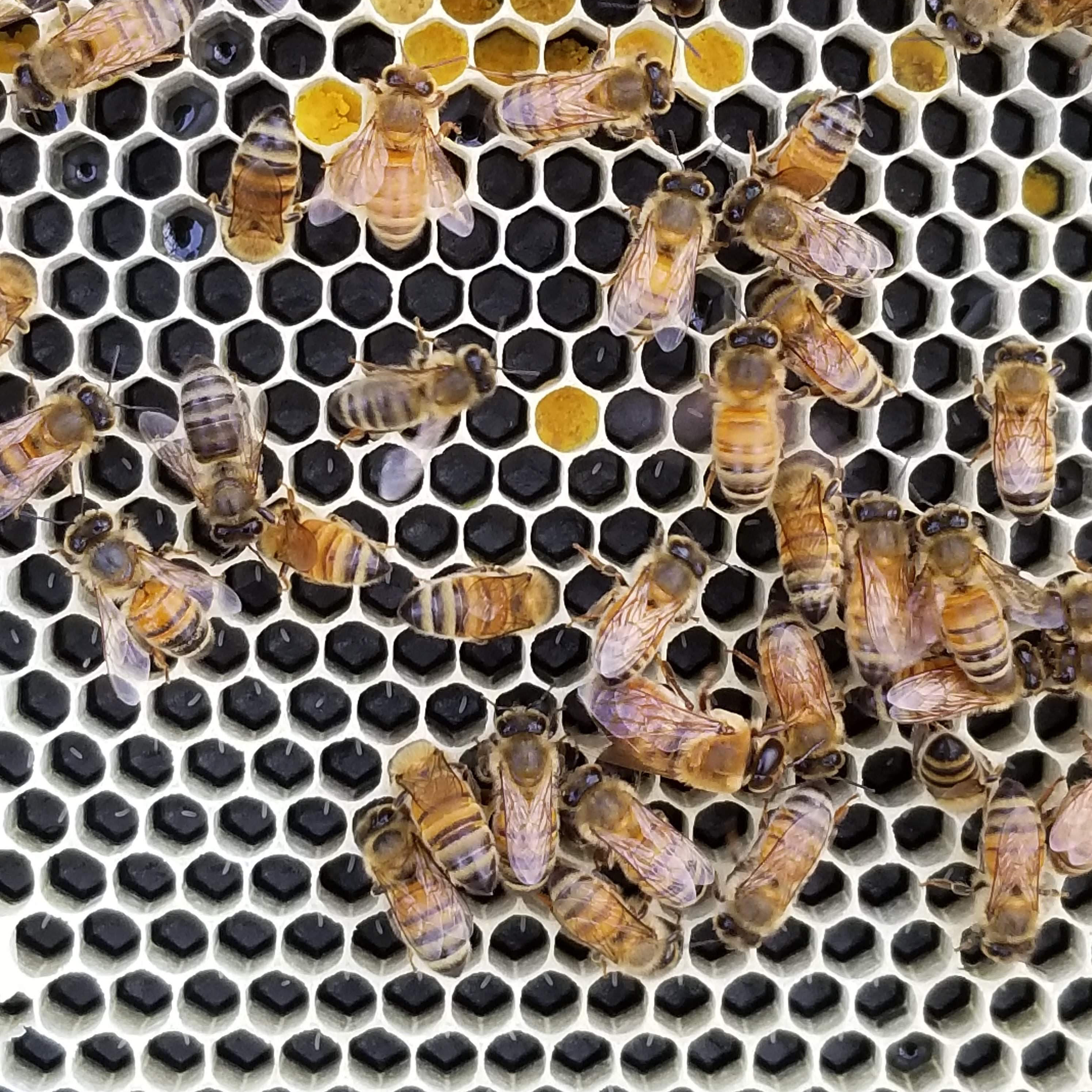Eggs Pollen Drone Worker New Wax.png
