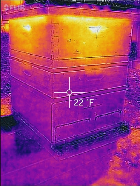 A strong colony in late winter showing the cluster is towards the top of the hive. Notice the temperature on the outside of the box is 22° F.