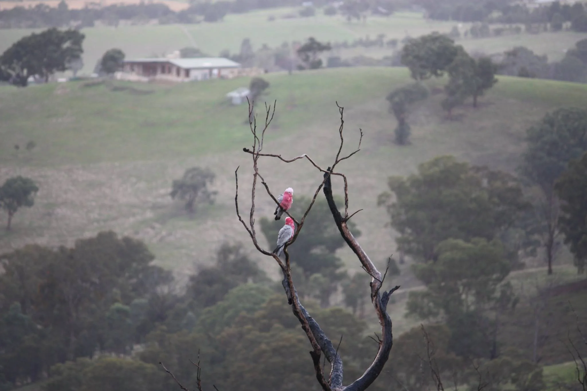 galahs.jpg