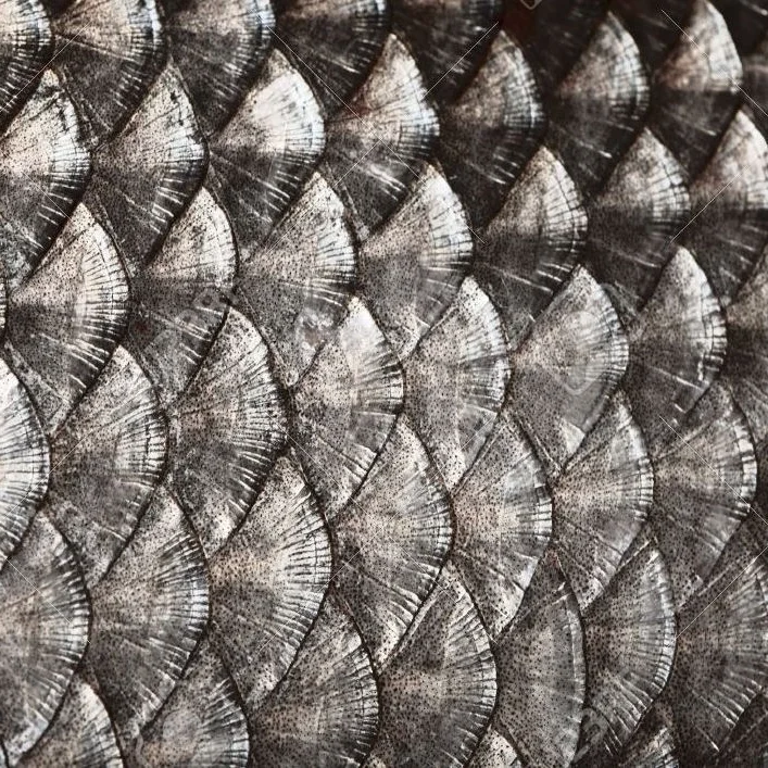 15205337-Fish-scales-background-Stock-Photo-scale.jpg