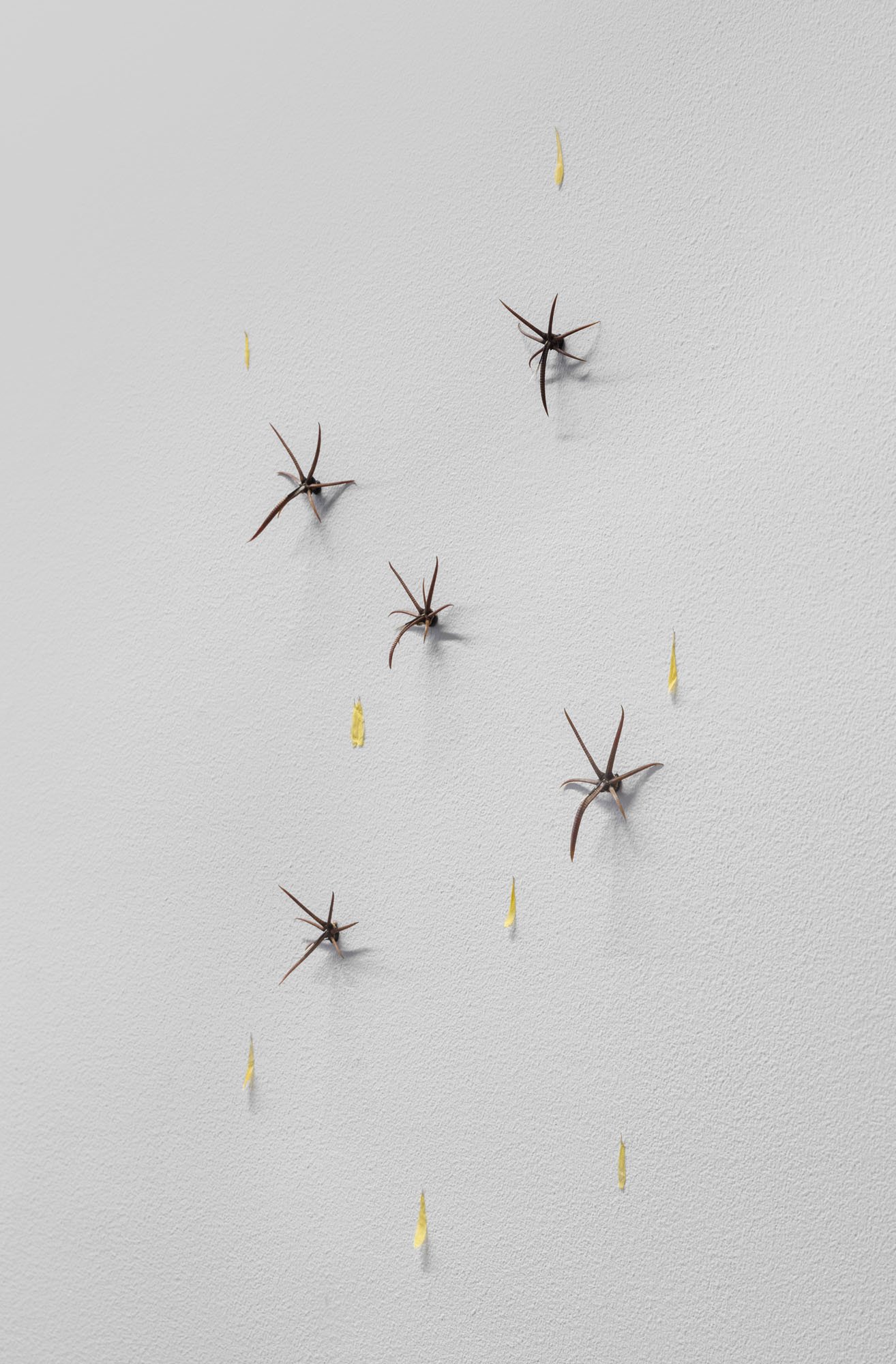   Horse Cripplers in the Sky , 2024, Horse crippler cactus glochids, Marigold seeds, Daisy petals. 