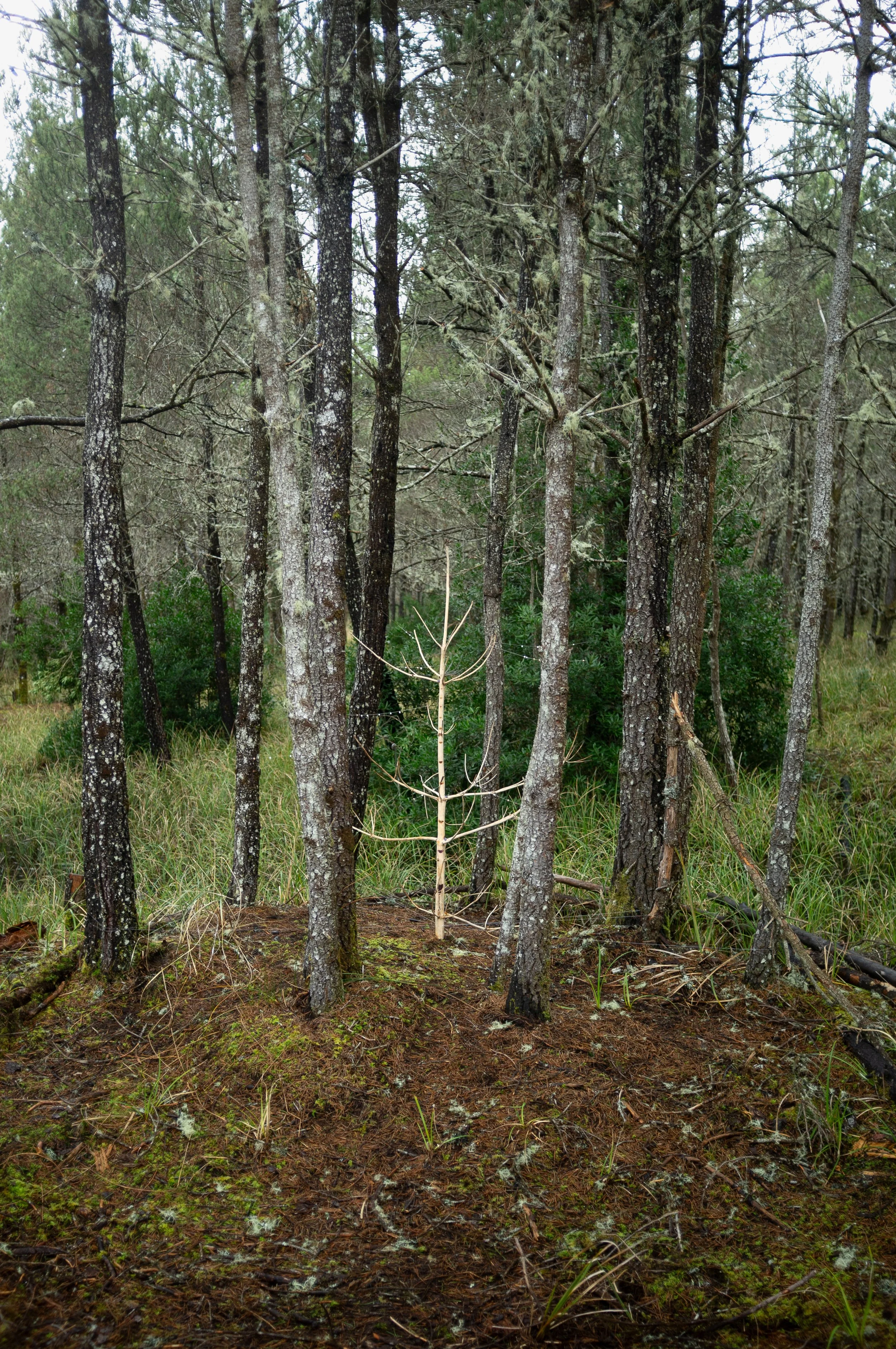 Huddled Strength (pan out).jpg