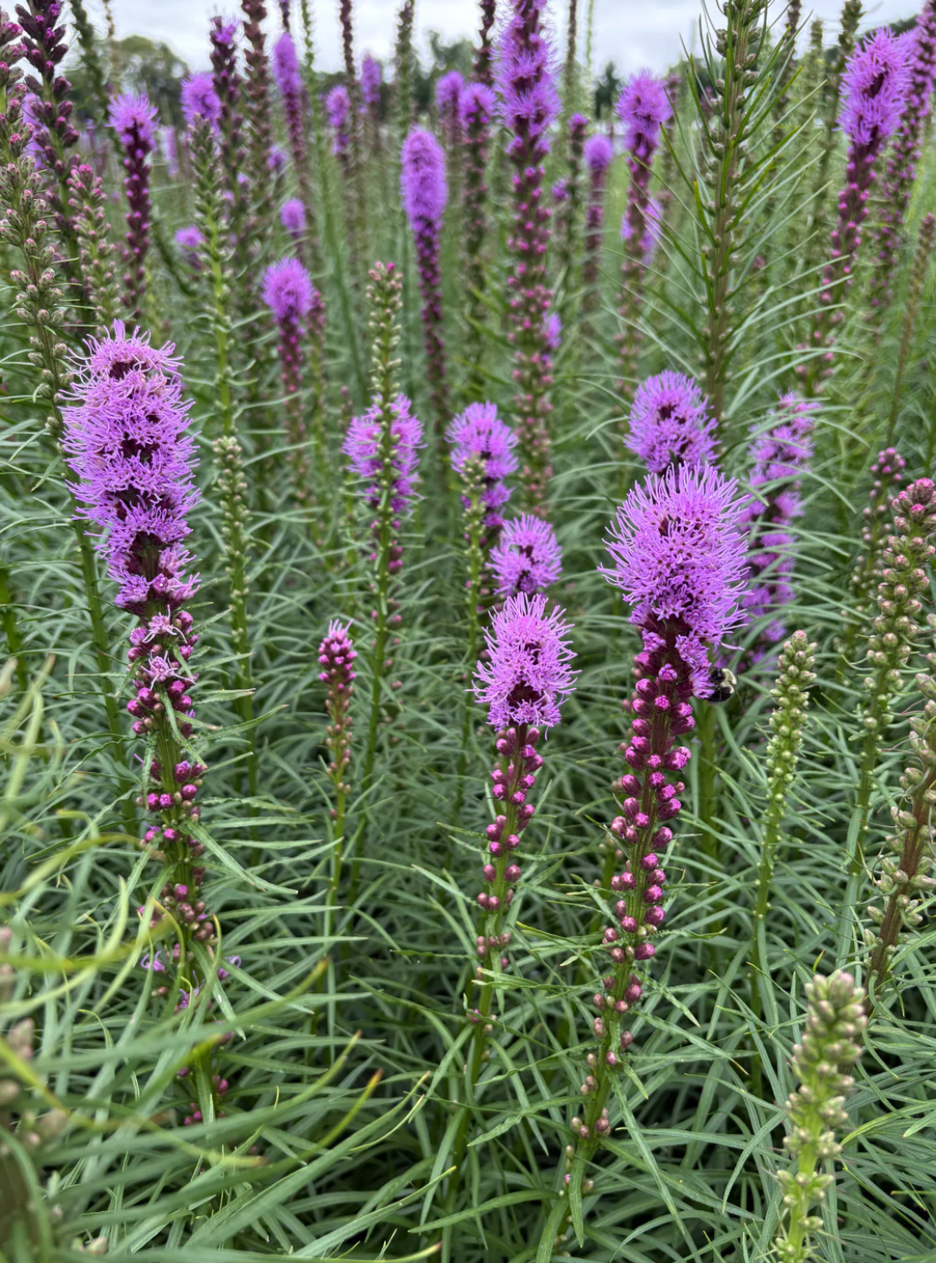 Pollinator Power Trio