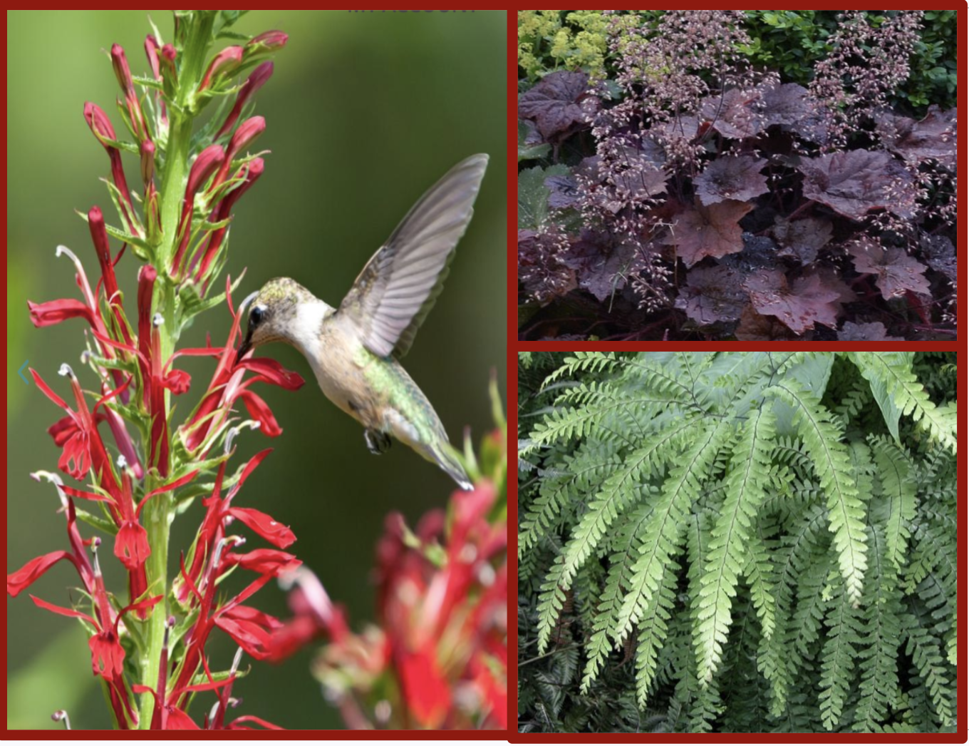 Native Color for Shade