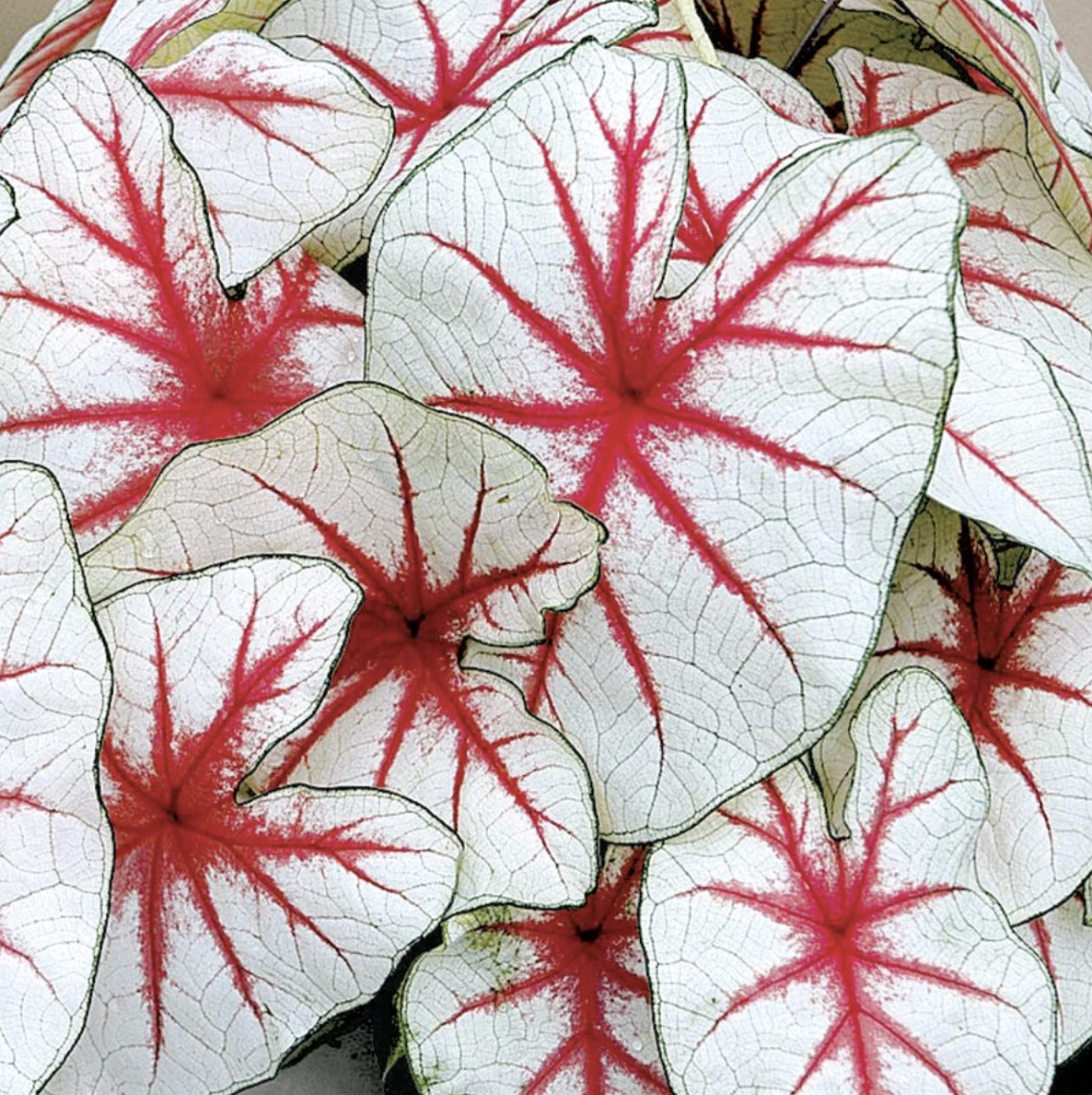 Caladium Fancy Leaf 'Fiesta'