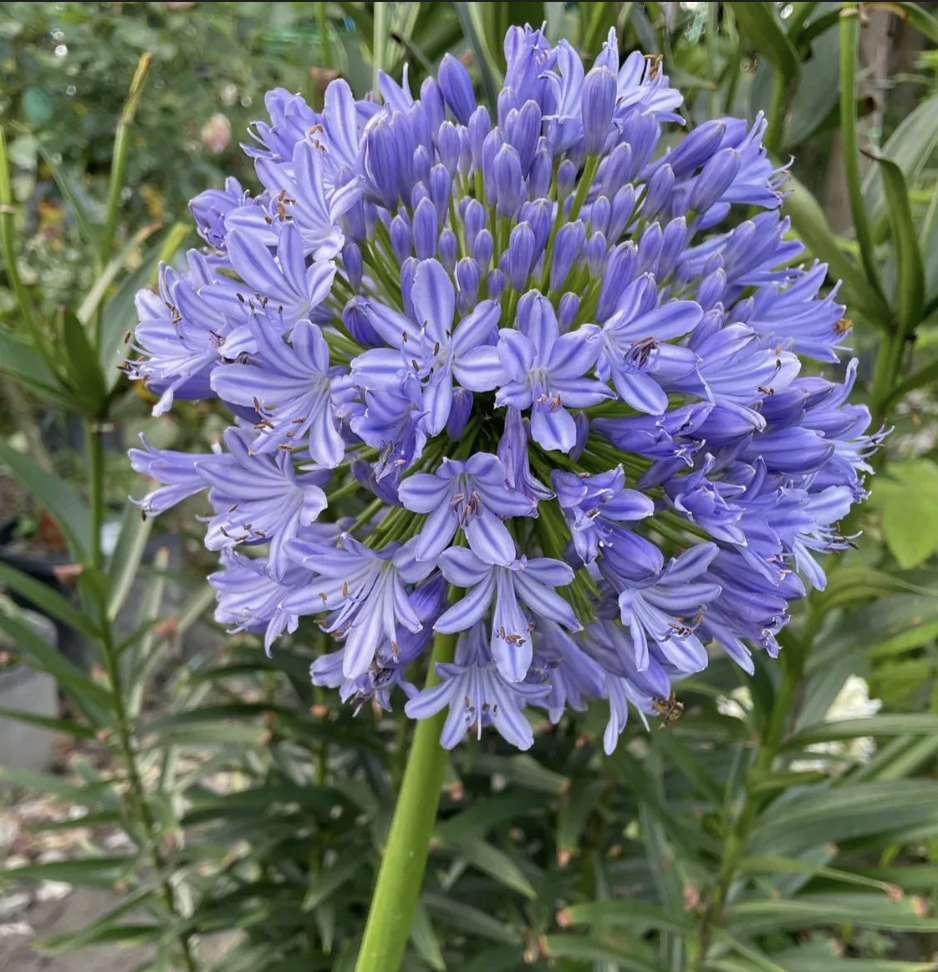 Agapanthus 'Africanus'  Lily of the Nile