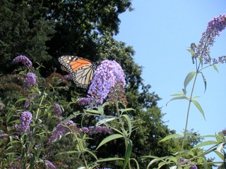 Monarch enjoying nectar from a buddleia