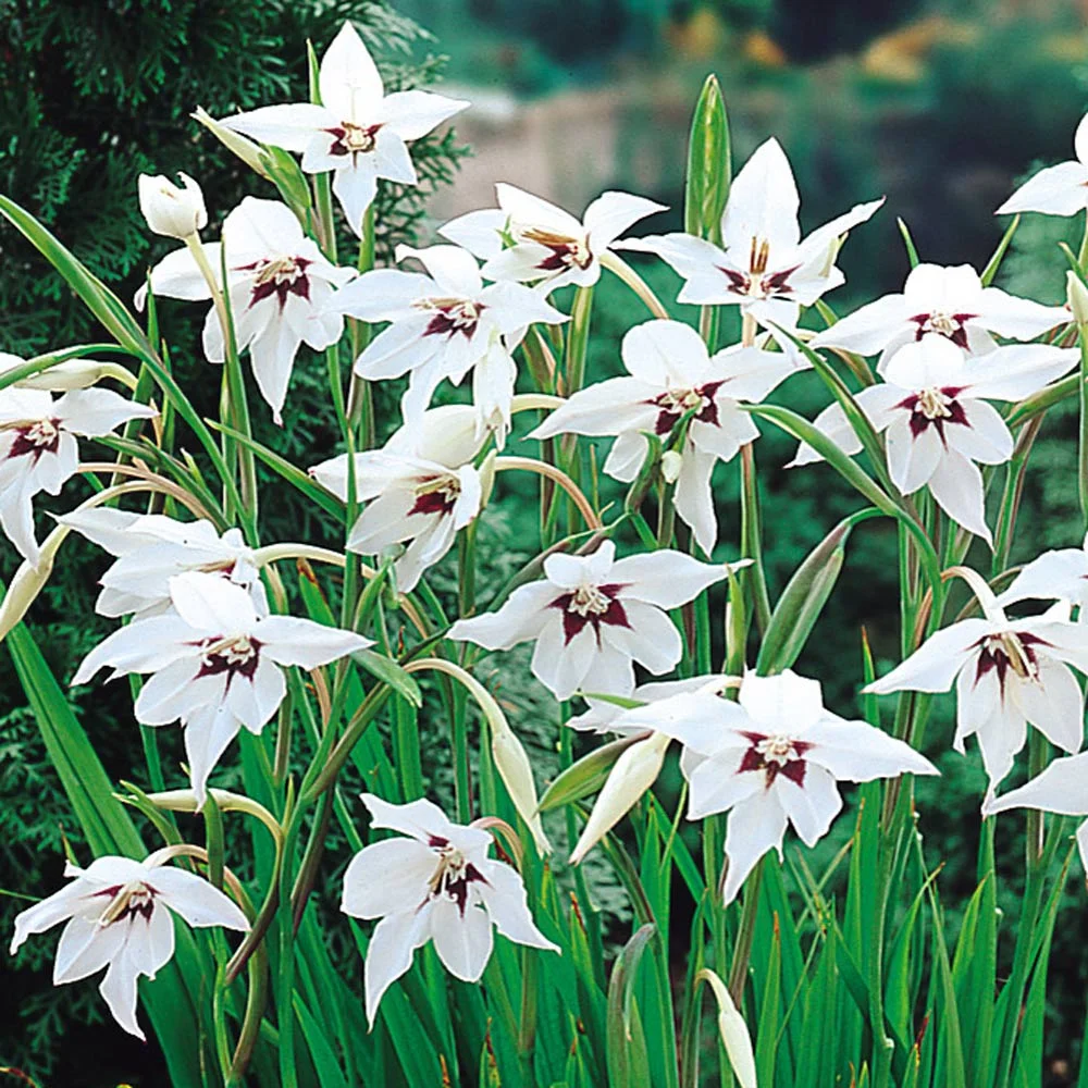 Abyssinian Gladiolus