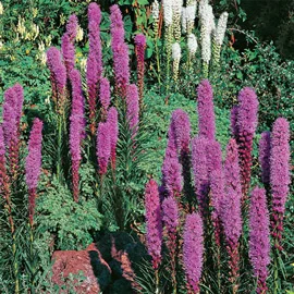Liatris Spicata
